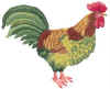 TN_coq.JPG (10125 octets)