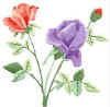 TN_roseangle.JPG (11247 octets)